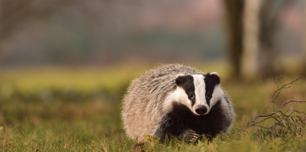 Tentative Victory for Common Sense as British Government Announces Plan to Curtail Badger Culling