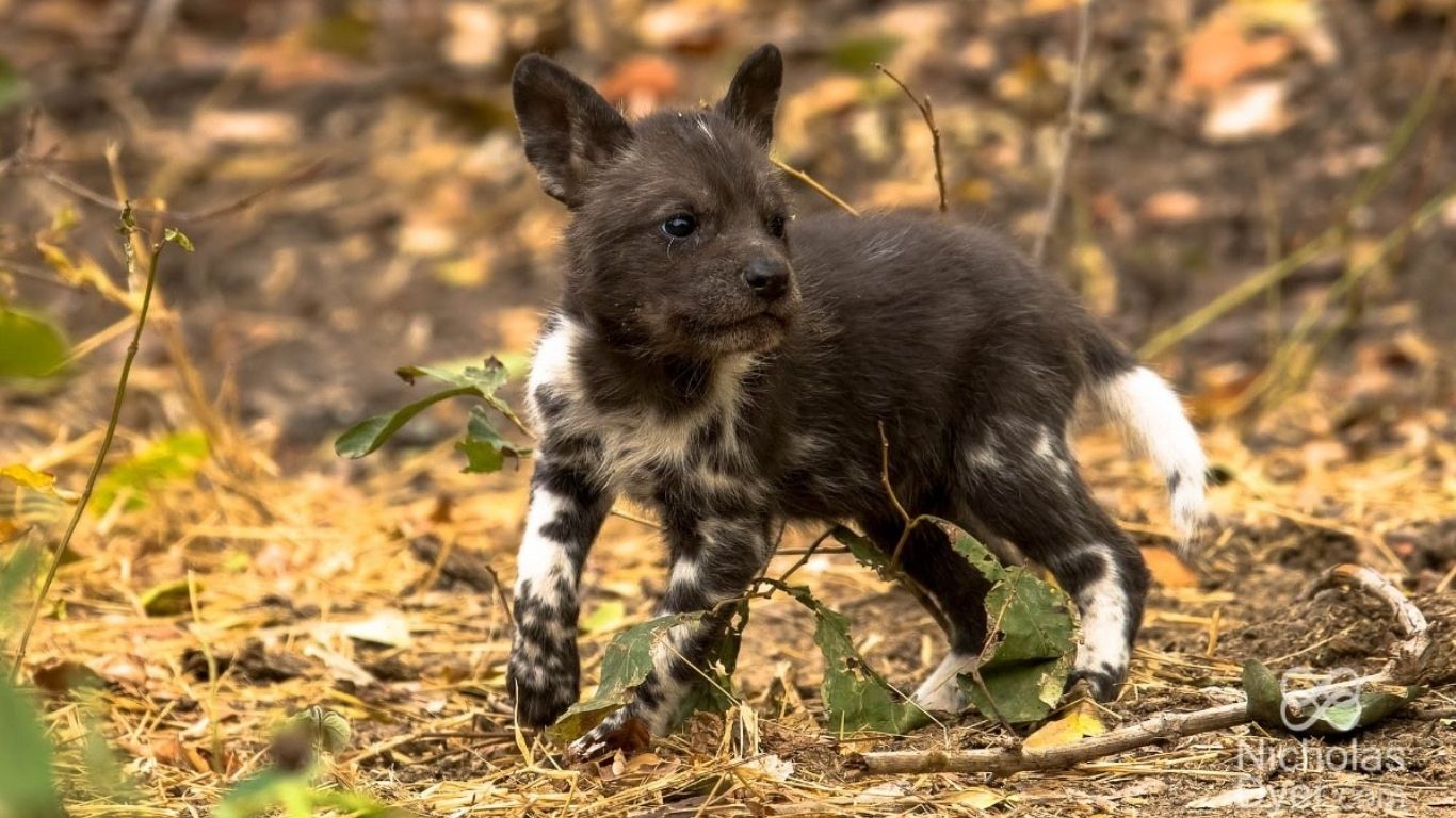 UNACCEPTABLE! Intelligent and highly social painted dogs are being