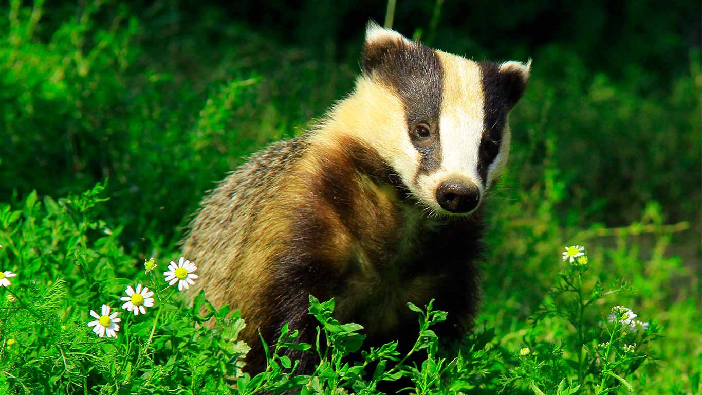 Badgers are still being SENSELESSLY MURDERED by the thousands for absolutely NO PURPOSE!