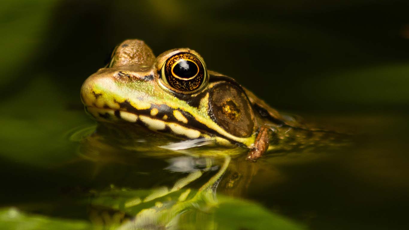 EATEN TO EXTINCTION! Millions of frogs are being tortured, maimed and killed - for the dinner table!