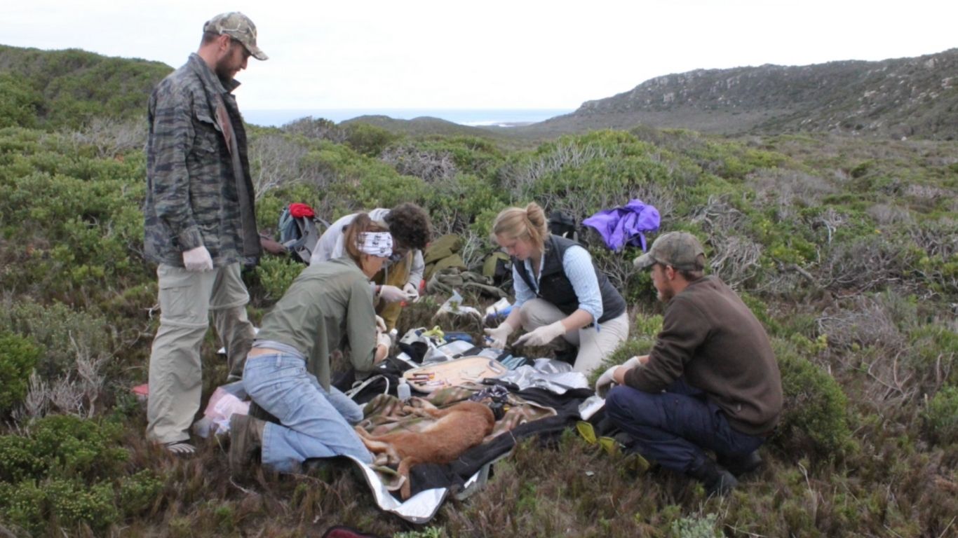 TIME IS OF THE ESSENCE! Devastating FIRE threatens survival of last 50 or 60 remaining Cape Town caracals!