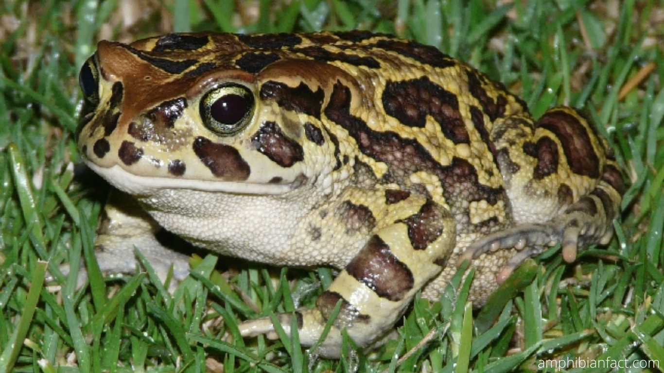 It’s the toads versus City Hall! REALLY, and it’s gravely SERIOUS!