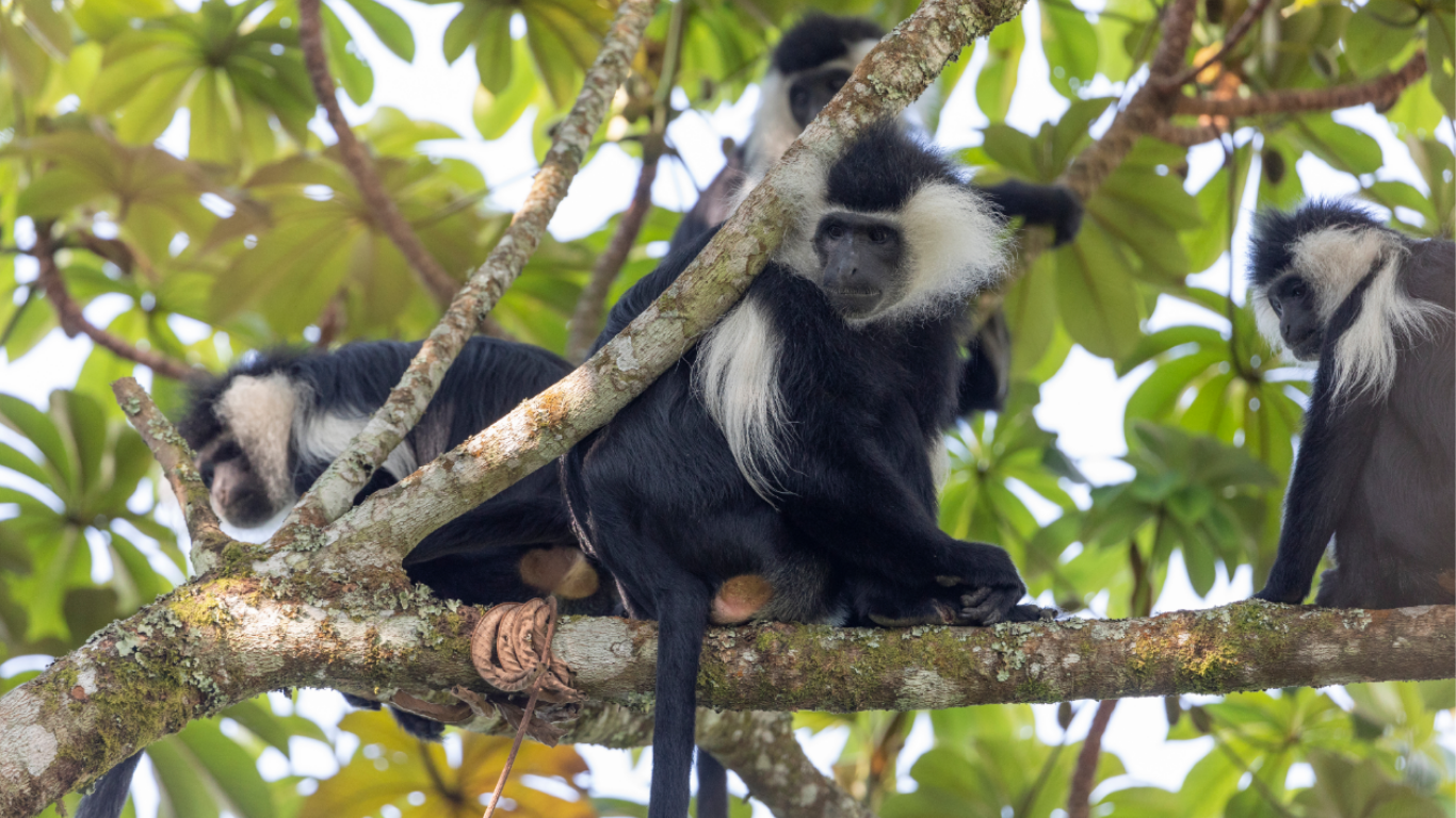 Forest destruction, illegal bushmeat poachers, and powerlines threaten rare colobus monkeys!