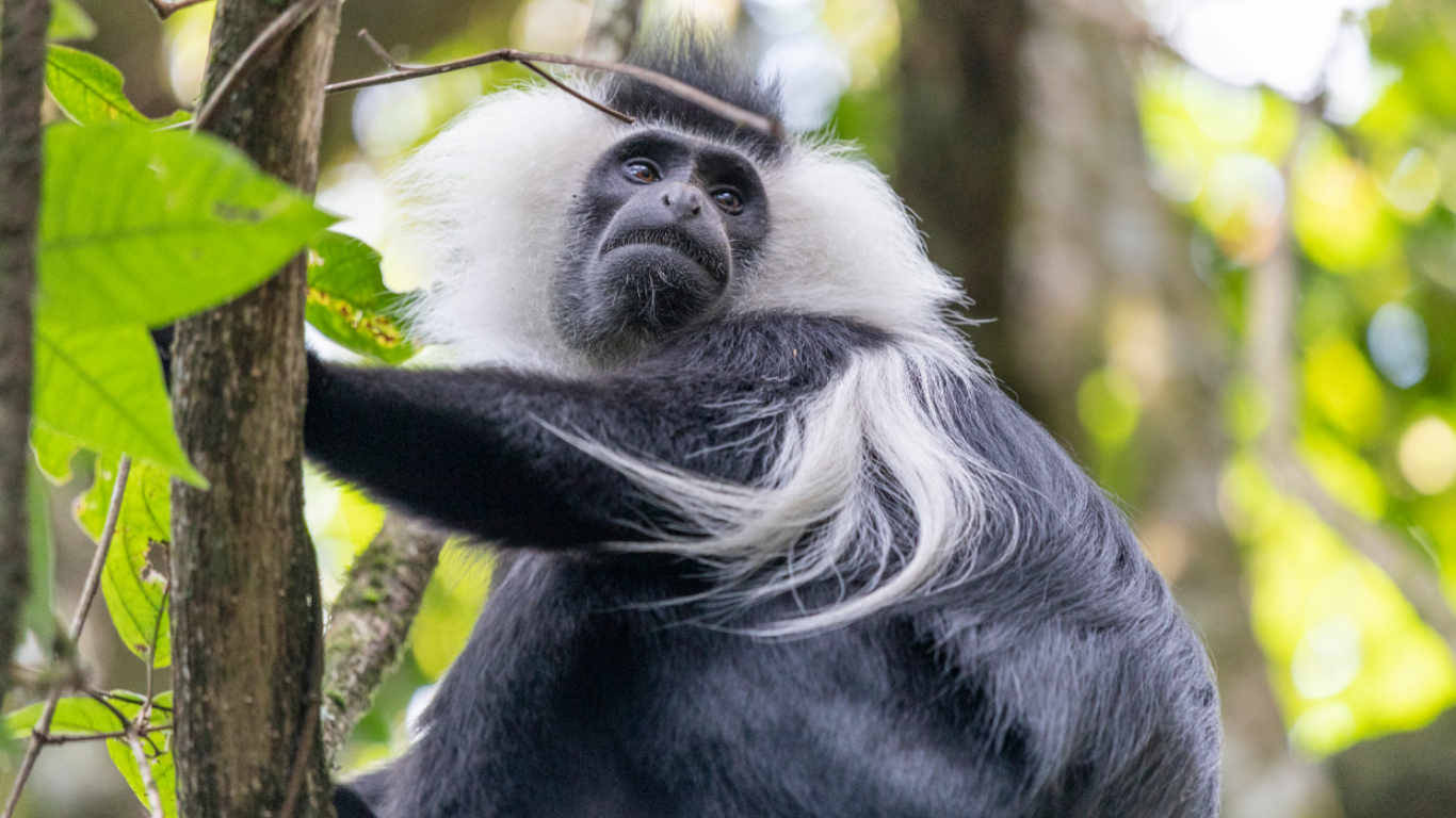 Forest destruction, illegal bushmeat poachers, and powerlines threaten rare colobus monkeys!