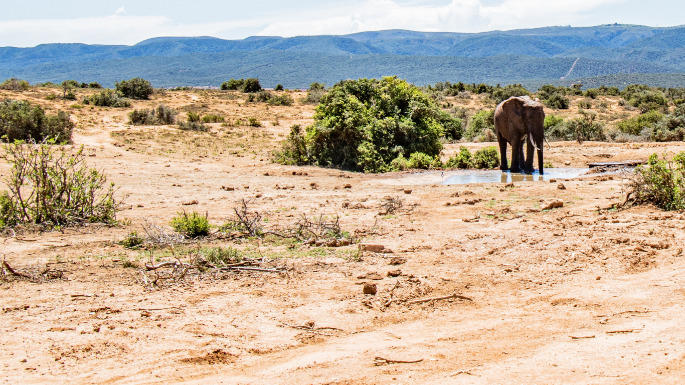 Worst drought in 100 years still raging. We must act now!