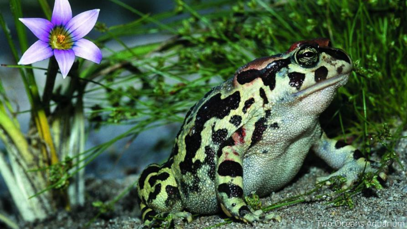 It’s the toads versus City Hall! REALLY, and it’s gravely SERIOUS!