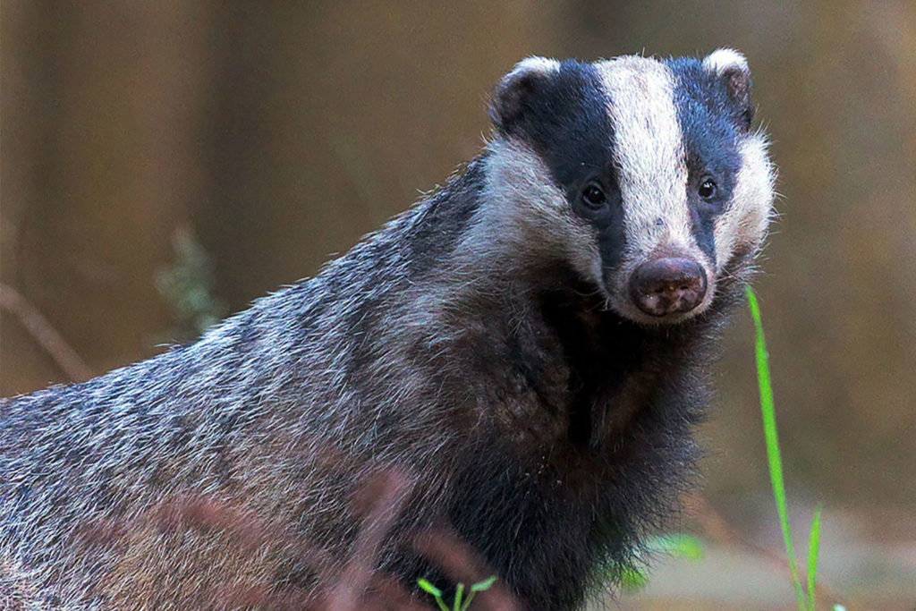 UK expands the kill zone for badgers