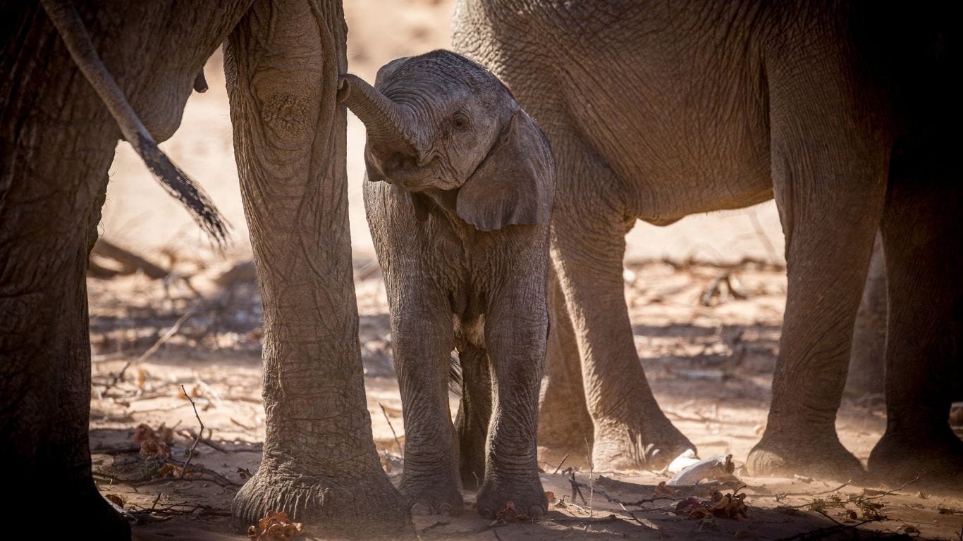 We’ve struck water, but it’s not a home run – yet! Namibia’s elephants are STILL AT RISK!