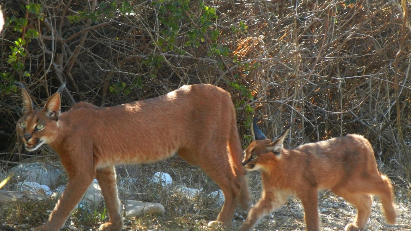 TIME IS OF THE ESSENCE! Devastating FIRE threatens survival of last 50 or 60 remaining Cape Town caracals!