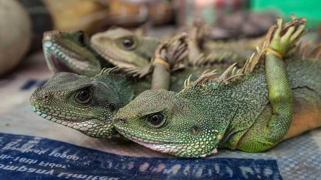 Illegal Wildlife Trade Set to Boom Once COVID-19 Restrictions Are Lifted