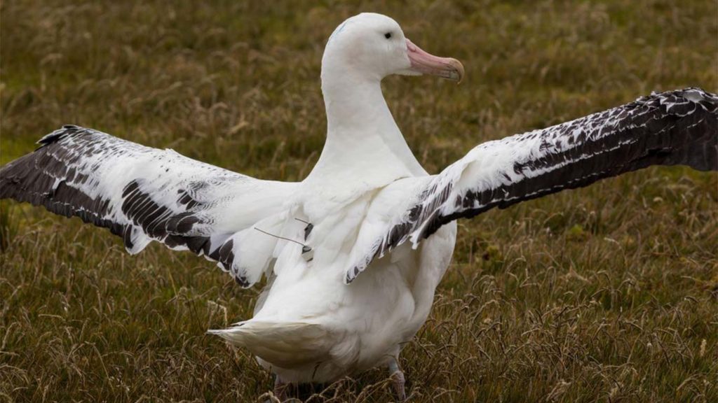 Albatrosses to the Rescue: Policing Illegal Fishing