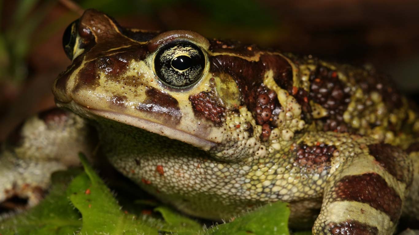 It’s the toads versus City Hall! REALLY, and it’s gravely SERIOUS!