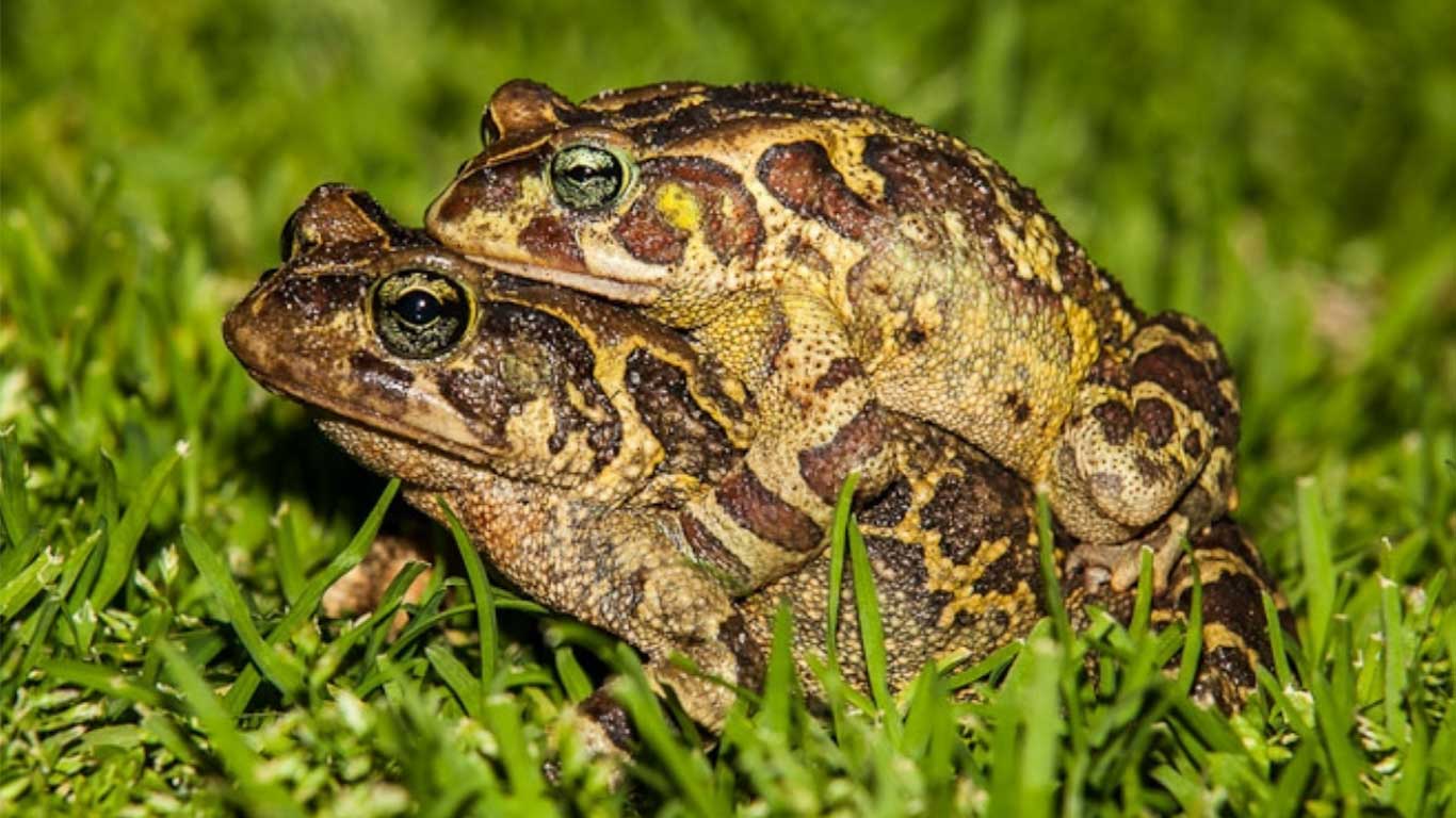 It’s the toads versus City Hall! REALLY, and it’s gravely SERIOUS!