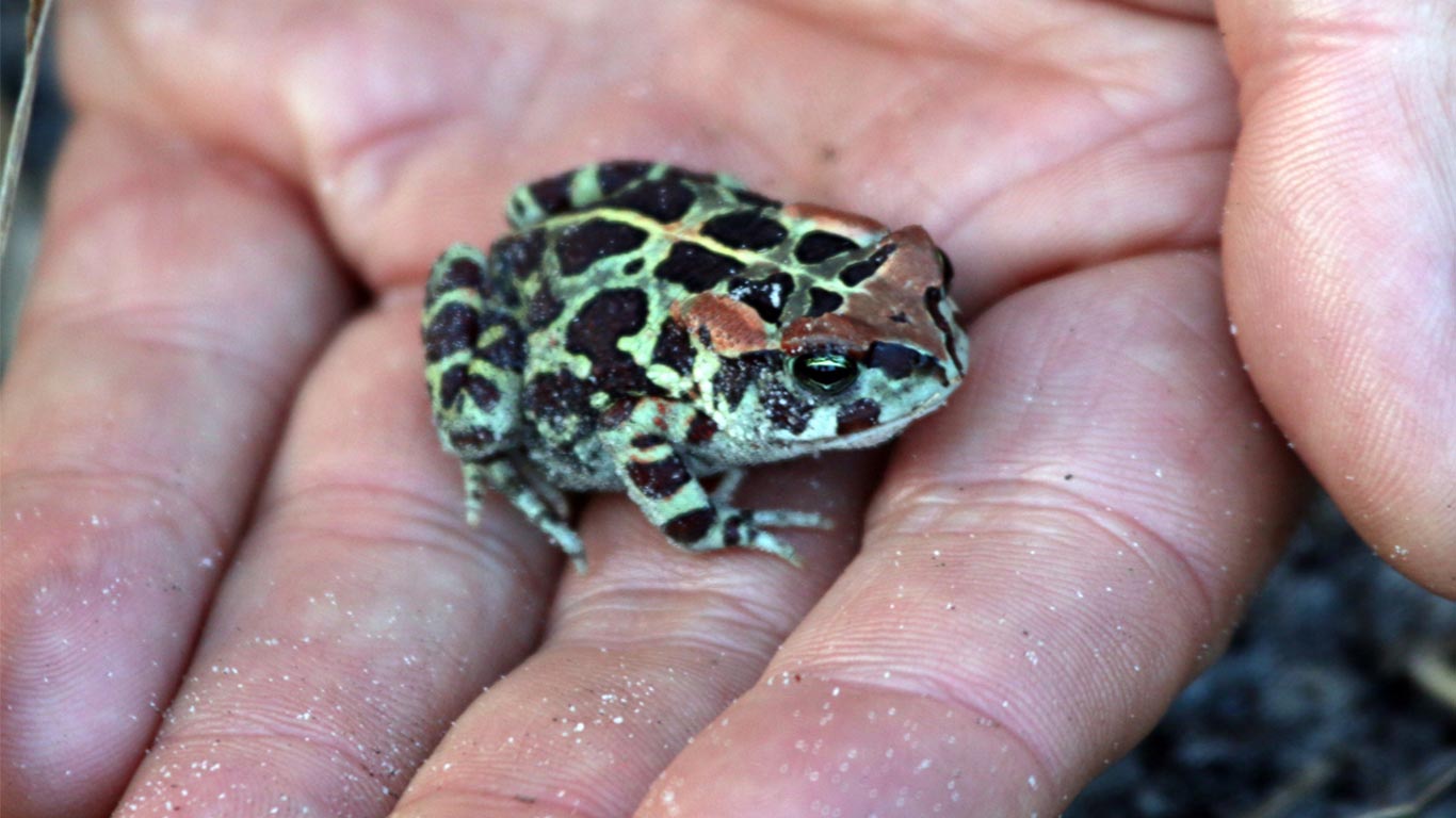 It’s the toads versus City Hall! REALLY, and it’s gravely SERIOUS!