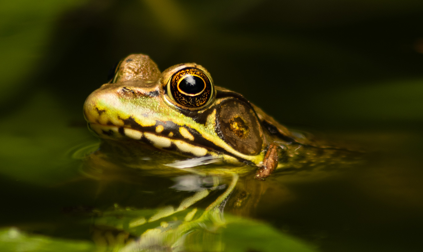 Anatolian water frogs