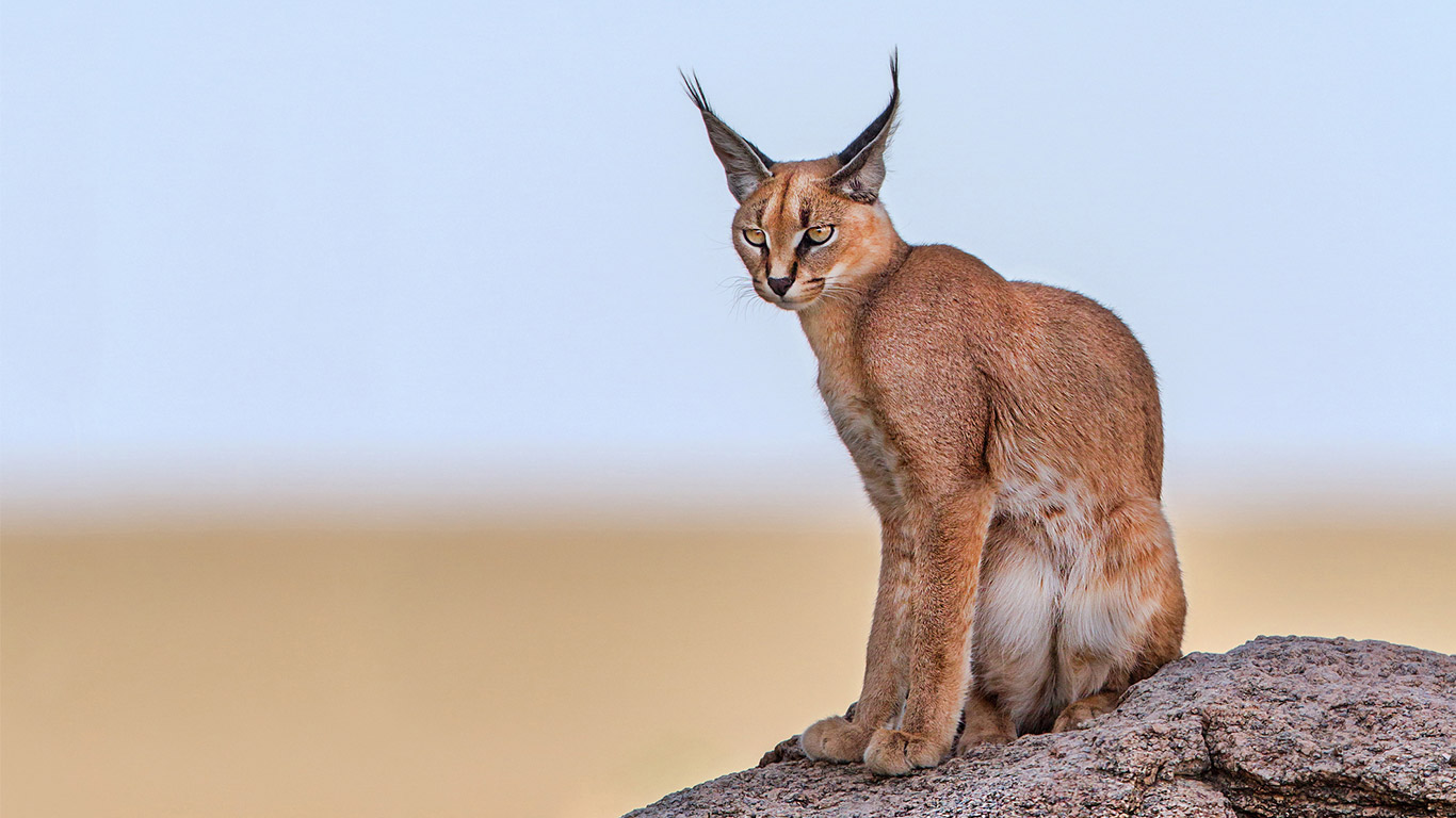 The last of Cape Town’s exquisite caracal cats are becoming ROADKILL!