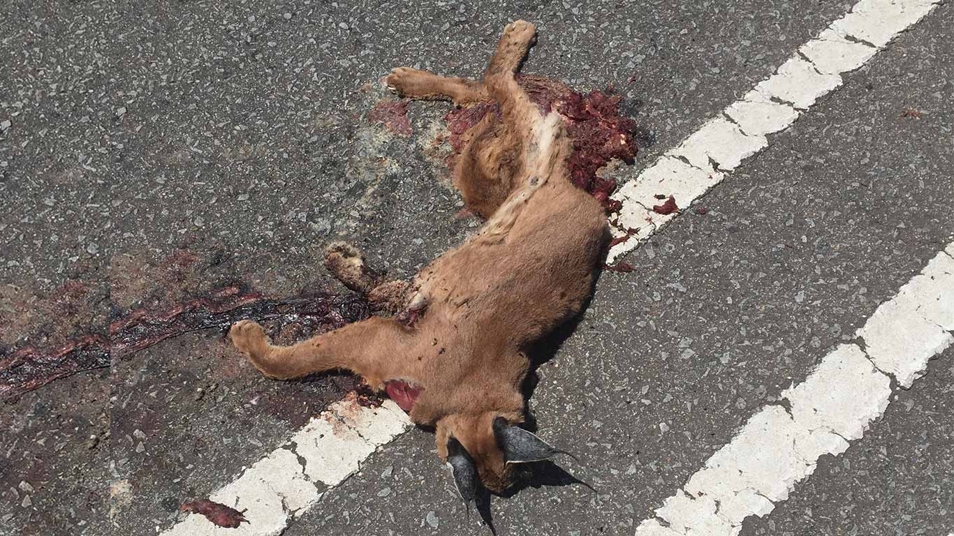 The last of Cape Town’s exquisite caracal cats are becoming ROADKILL!