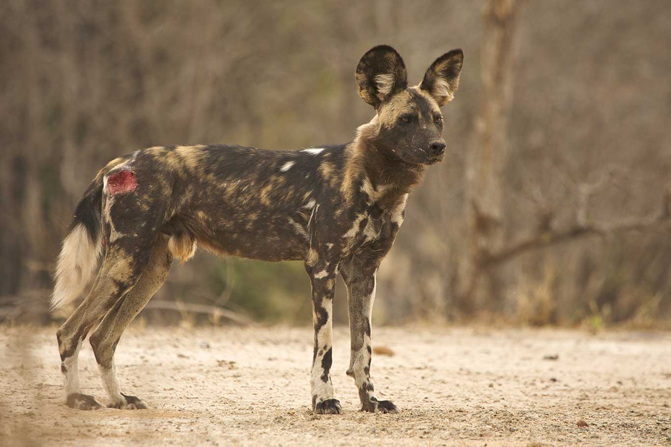 Beautiful Painted Dogs In Grave Danger!