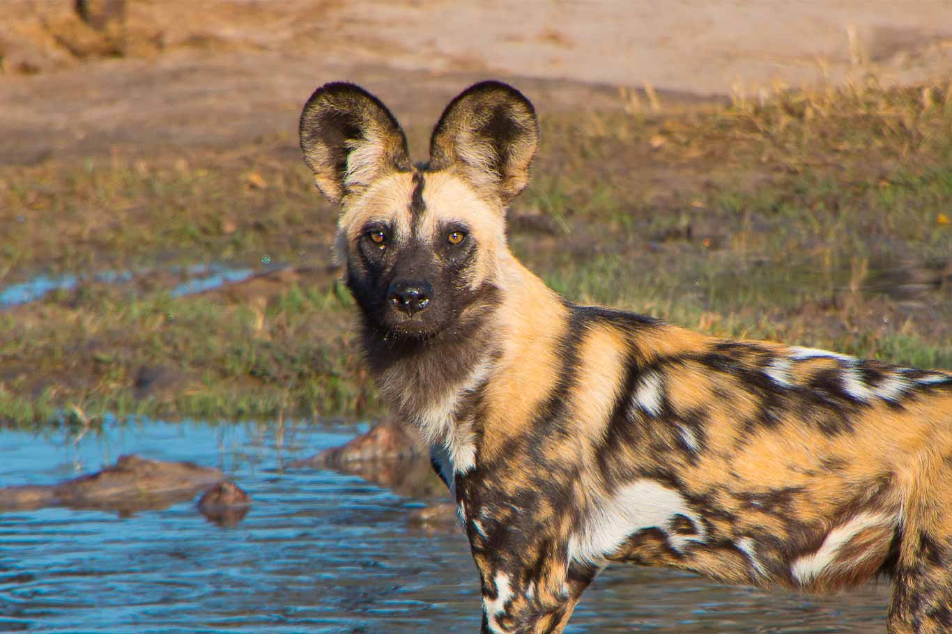 Beautiful Painted Dogs In Grave Danger!