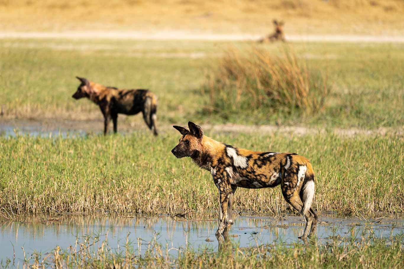 Beautiful Painted Dogs In Grave Danger! Animal Survival International