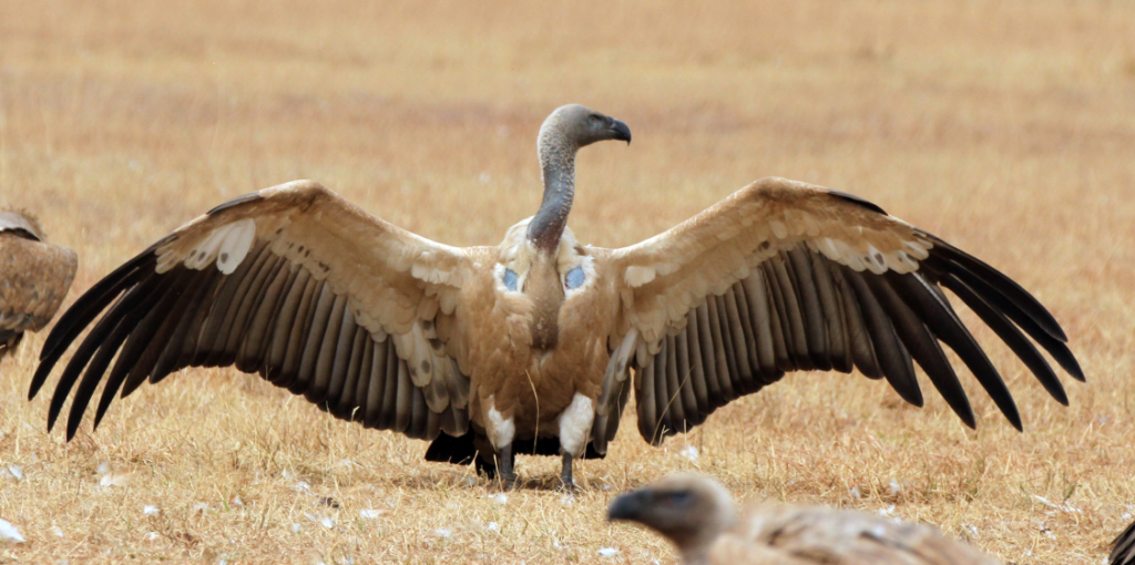 Hunters should stop using lead bullets and help save the vultures