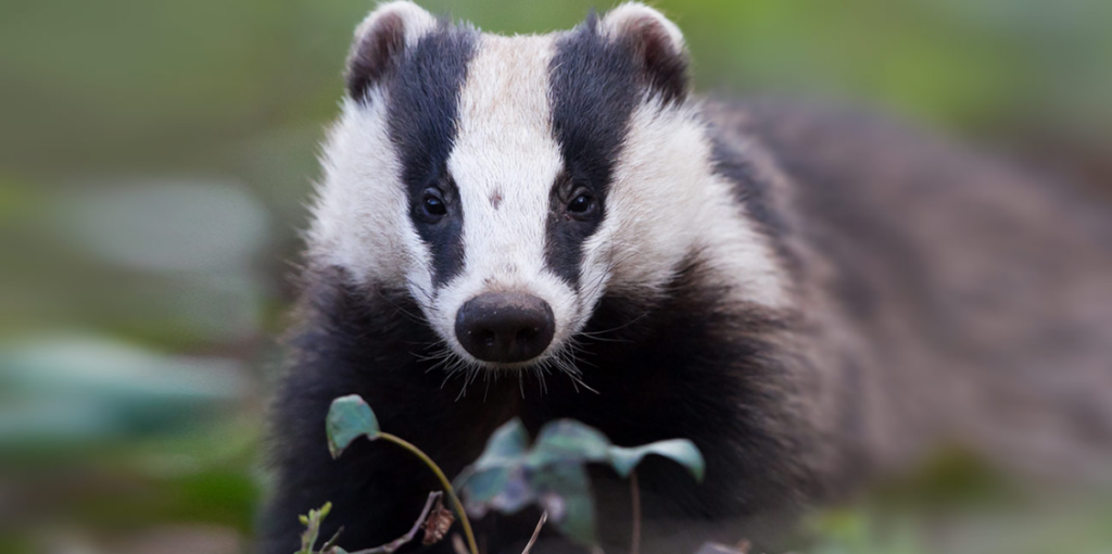 Badger Cull
