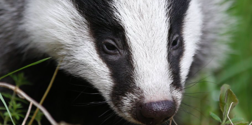 badger cull