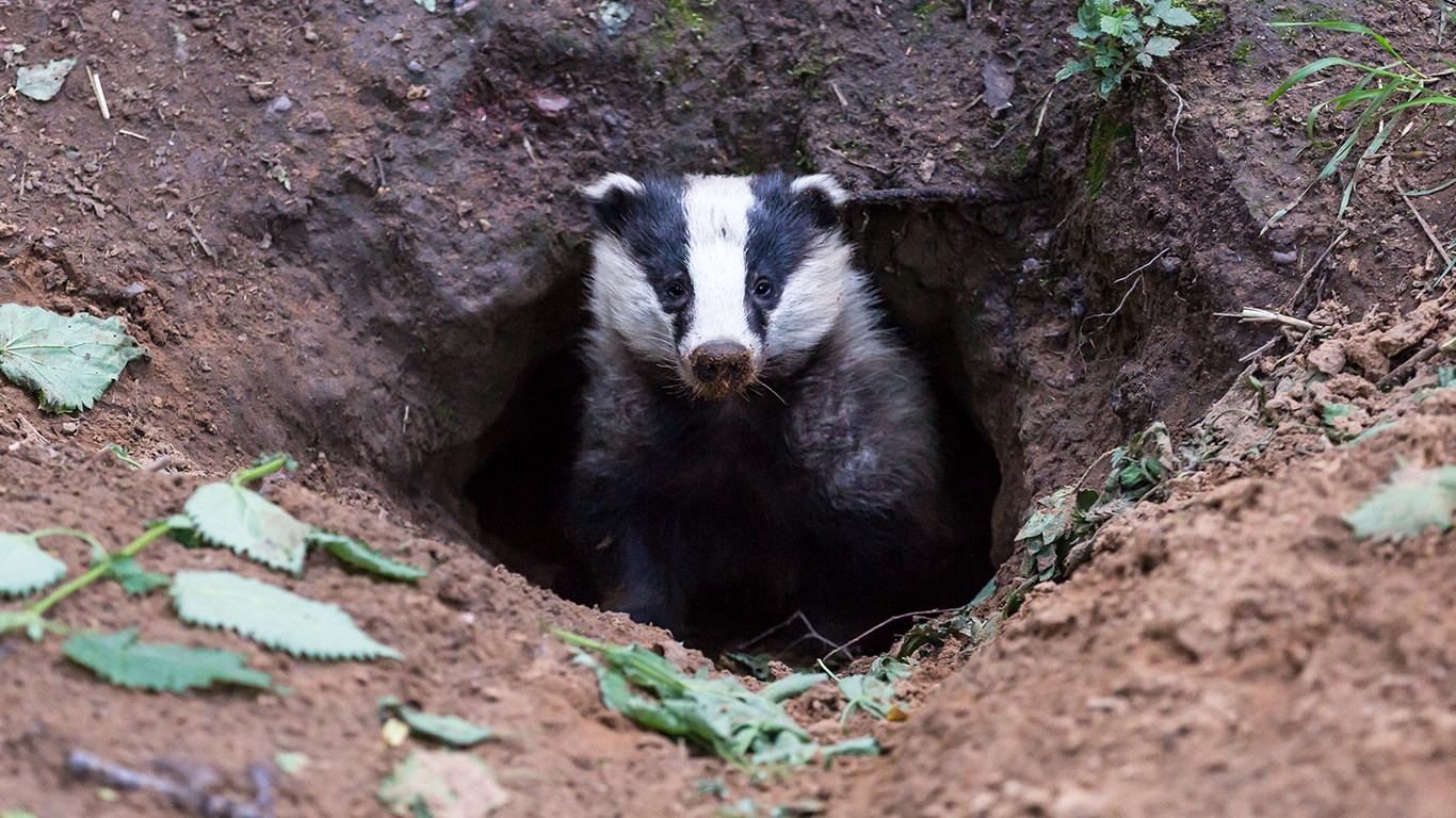 Badgers being murdered in cold blood! Their only hope is that you speak up before it’s too late!