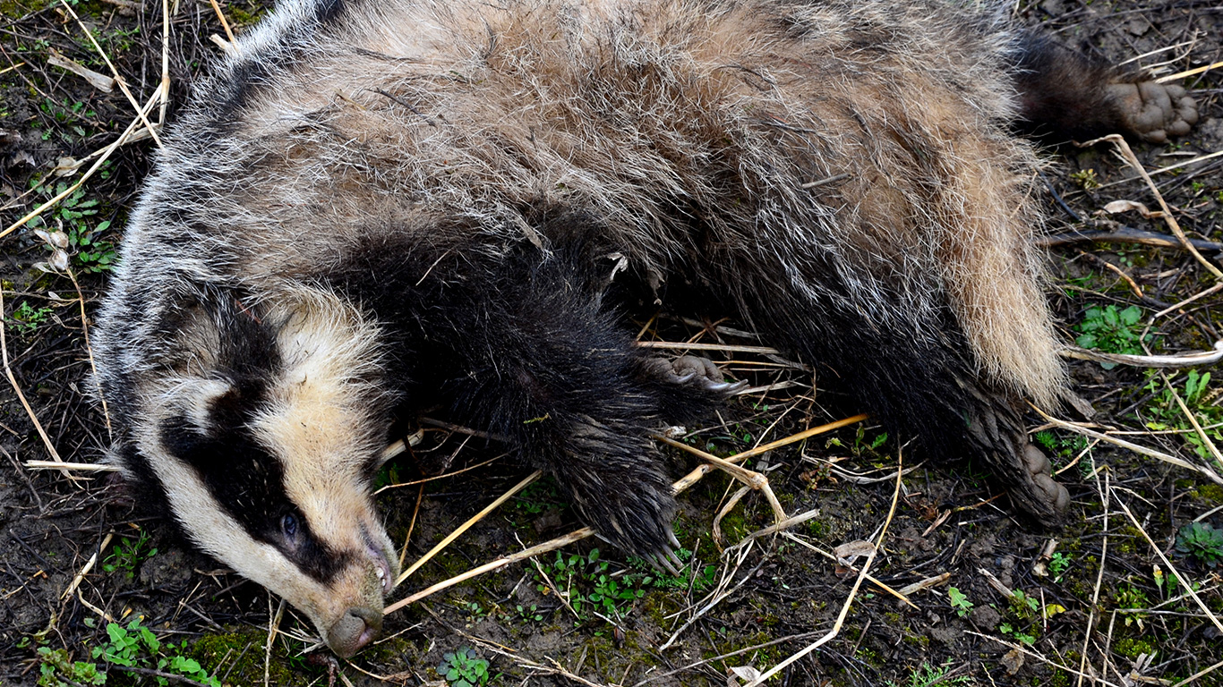 Badgers being murdered in cold blood! Their only hope is that you speak up before it’s too late!