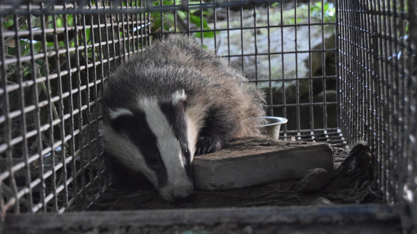 Badgers being murdered in cold blood! Their only hope is that you speak up before it’s too late!