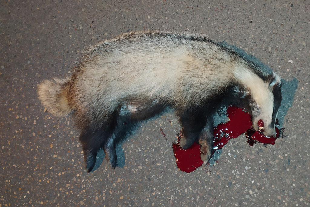 UK GOVERNMENT HID STUDIES CRITICAL OF BADGER CULLING!