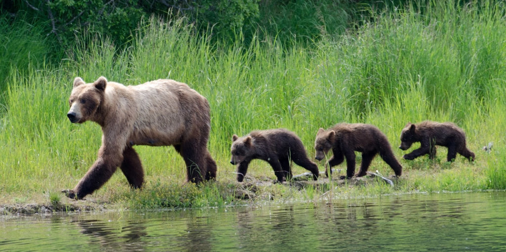 Trump Rules See Bear Cubs Slain Where Sleeping Bears Lie