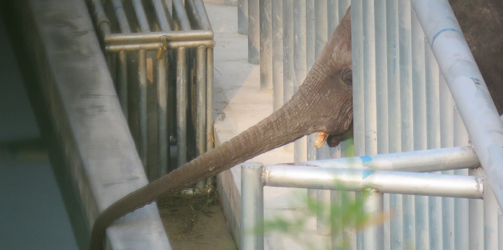 China Elephants