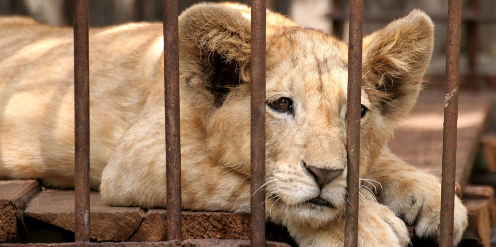 South Africa’s Despicable Live Wildlife Trade With China