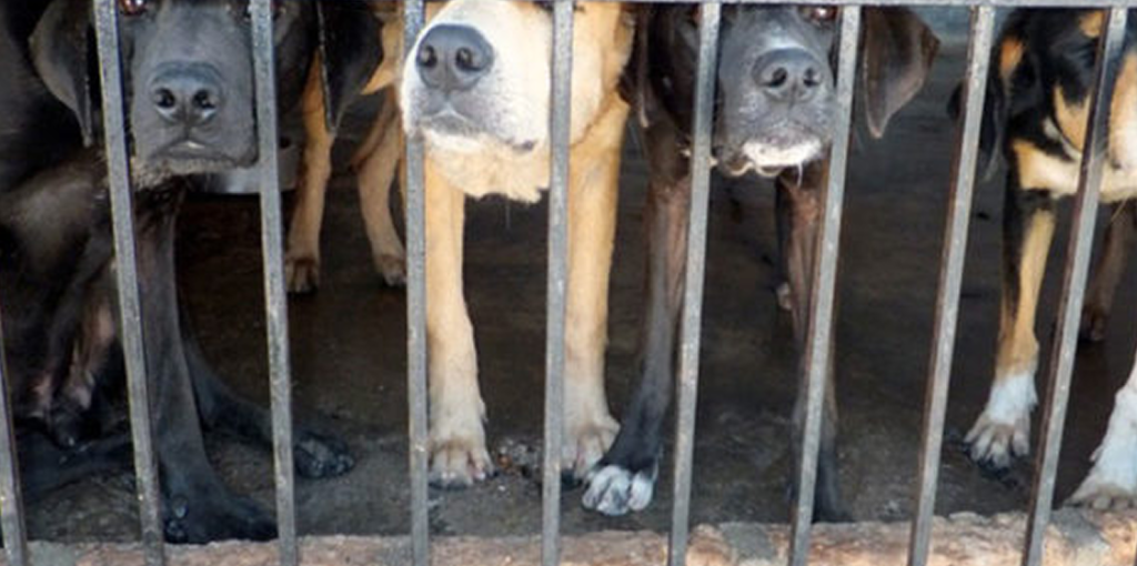 Dog Meat Laws