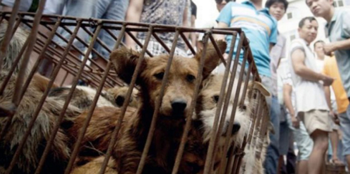 Yulin is the evil headquarters of China’s animal cruelty