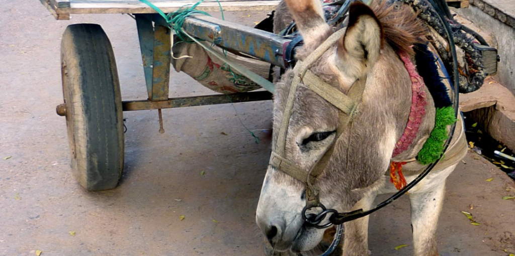 Donkey Cart India