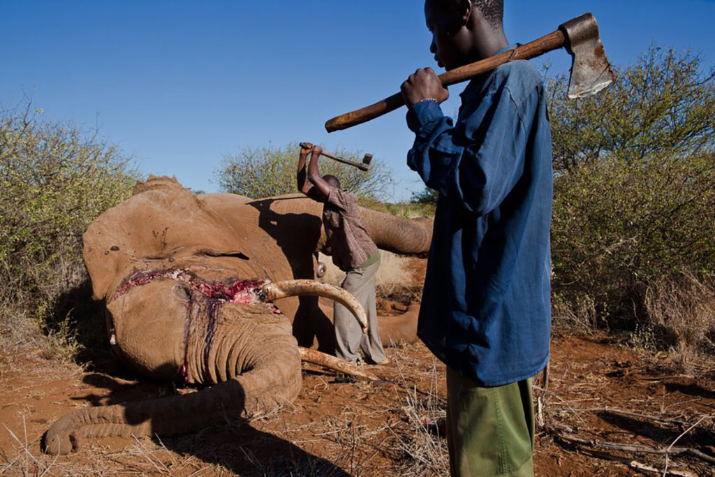Elephant Poaching Increasing Across Africa