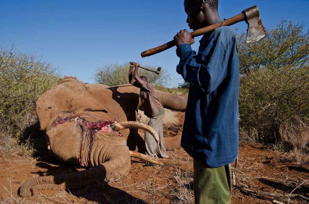 Hypocrisy Hails as the EU Completely Misses the Boat on Elephant Protection