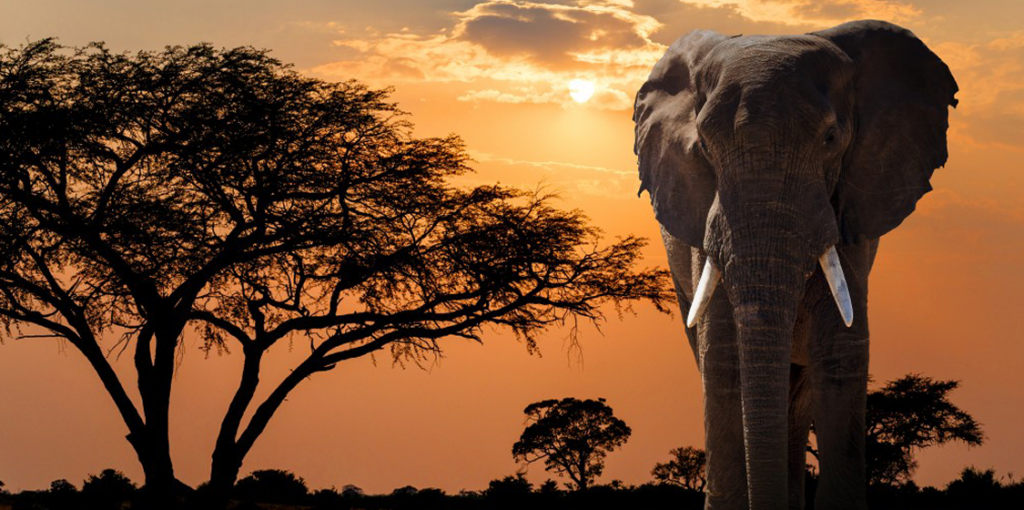 Zimbabwe Elephant sunset