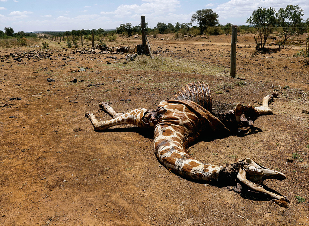 WICKED SNARES kill giraffes for food and tourist trinkets!