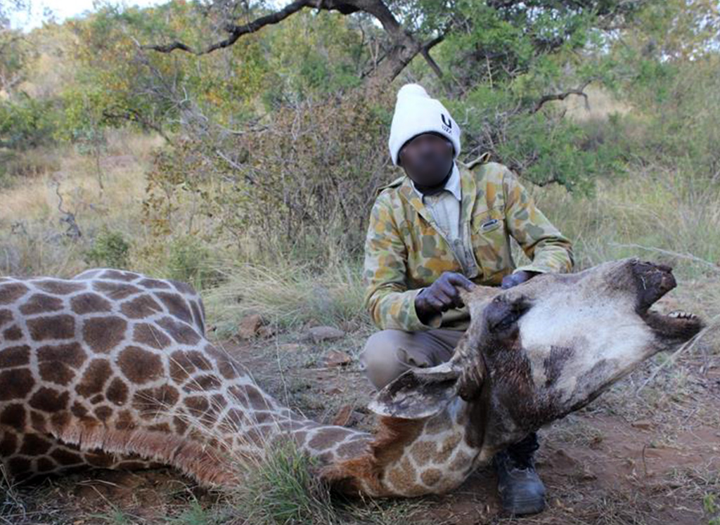 WICKED SNARES kill giraffes for food and tourist trinkets!