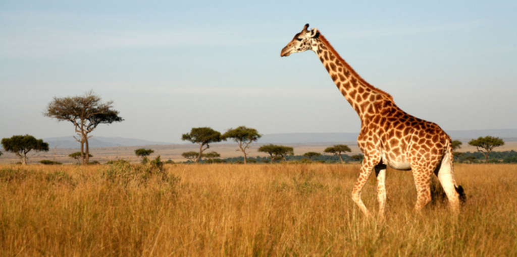 Giraffe Threatened Species