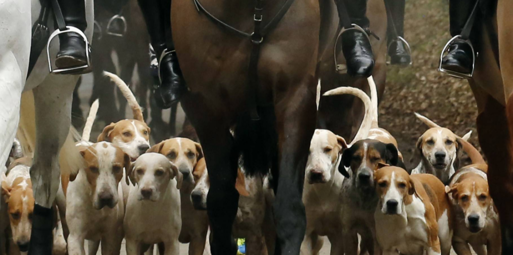 Hunting with Hounds