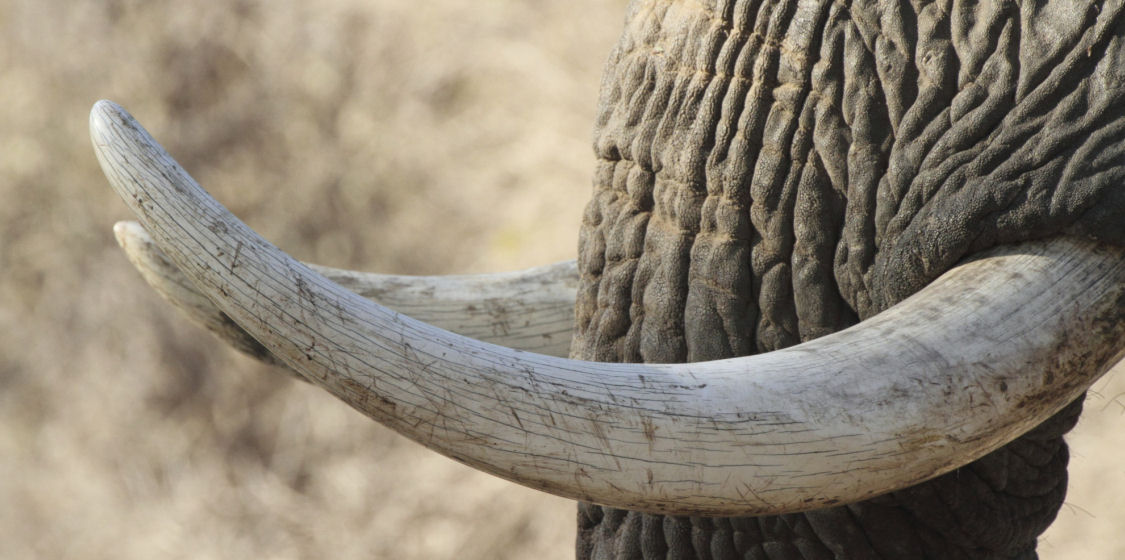 Elephant Ivory