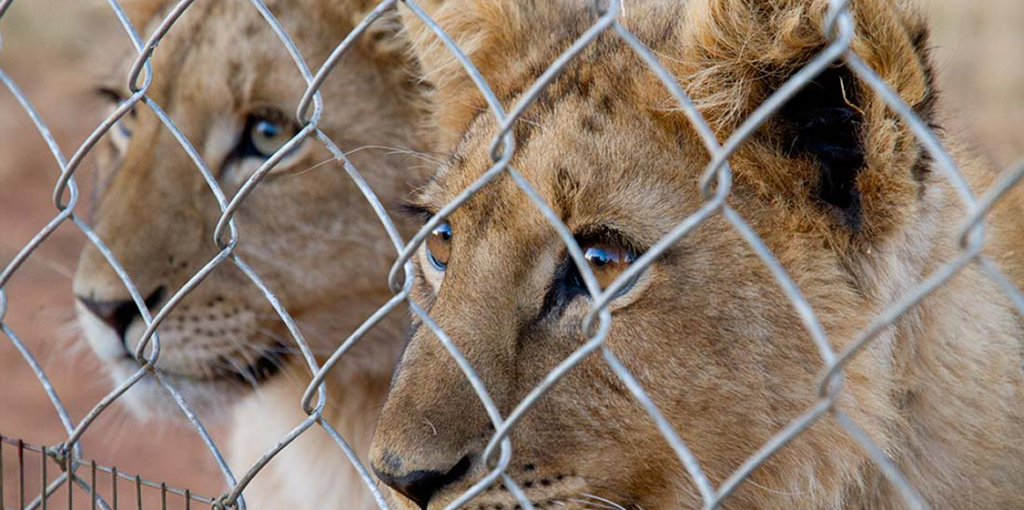 captive lion hunting