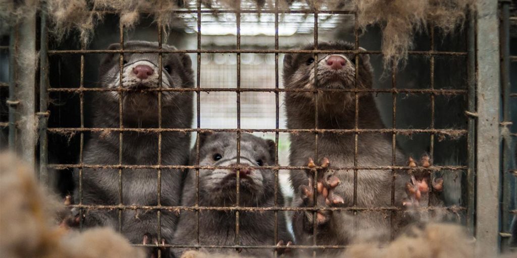 Terrible Cruelty Revealed at French Mink Farm