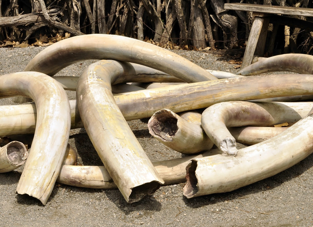 Key Player in the West African Ivory Cartel Has Been Arrested in Mombasa