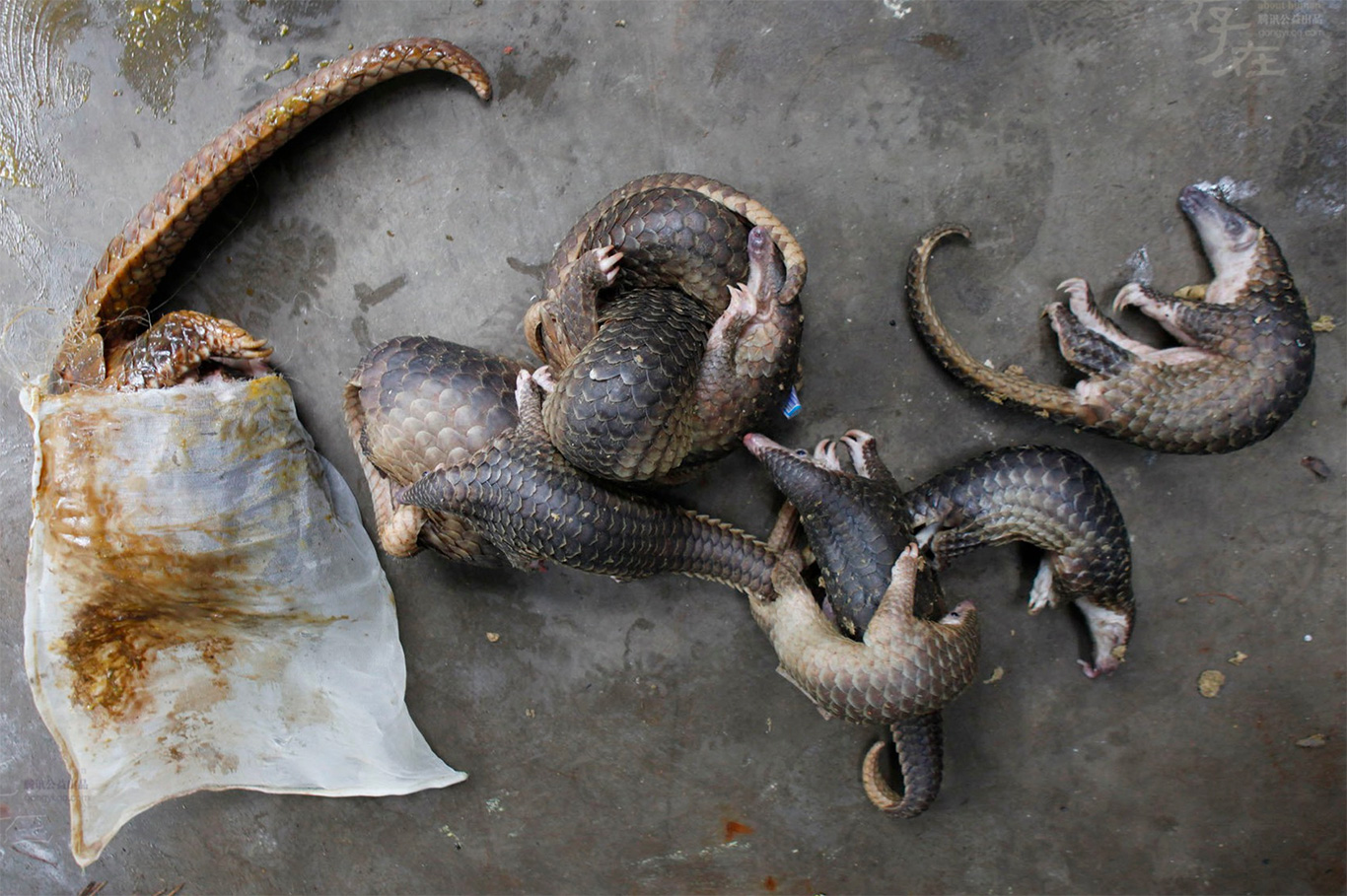 Pangolin purgatory! Chopped, diced and eaten to extinction!