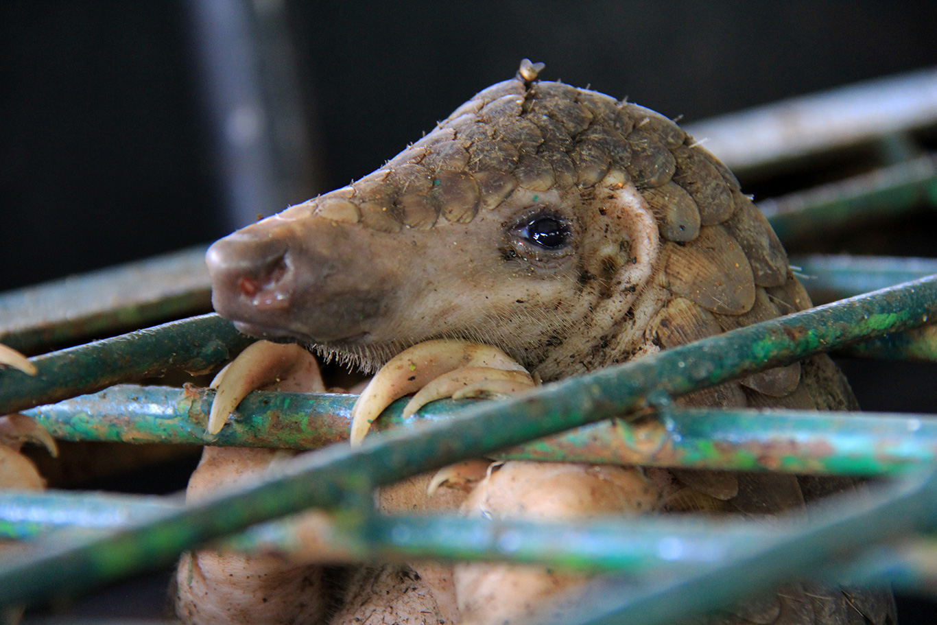 Pangolin purgatory! Chopped, diced and eaten to extinction!